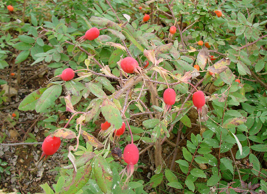 Image of Rosa acicularis specimen.