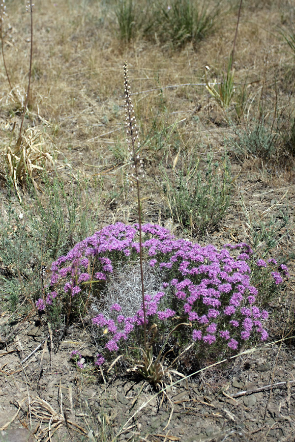 Image of Acanthophyllum pungens specimen.