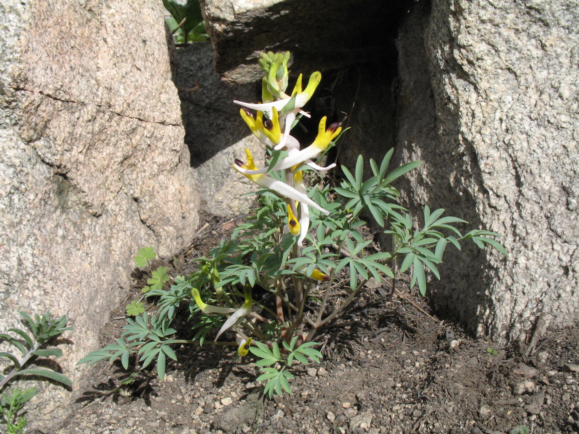 Image of Corydalis ainae specimen.