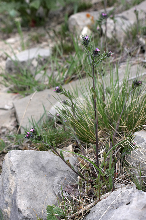 Изображение особи Buglossoides arvensis.