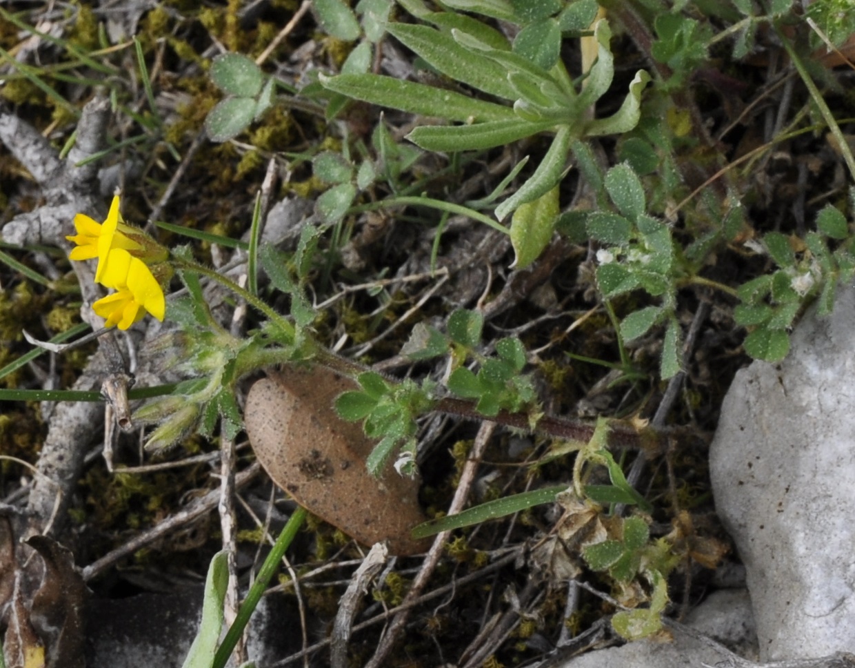 Image of familia Fabaceae specimen.