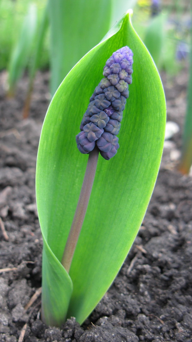 Изображение особи Muscari latifolium.