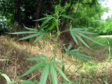 Cannabis sativa разновидность spontanea. Верхушка бутонизирующего растение. Ростовская обл., Аксайский р-н, обочина дороги у лесополосы в долине р. Тузлов. Июнь 2014 г.