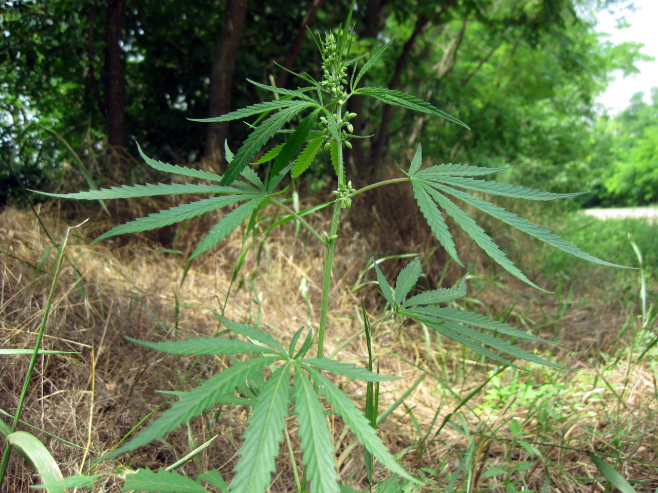 Image of Cannabis sativa var. spontanea specimen.