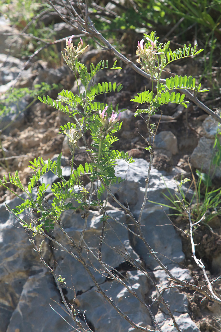 Изображение особи Astragalus variegatus.