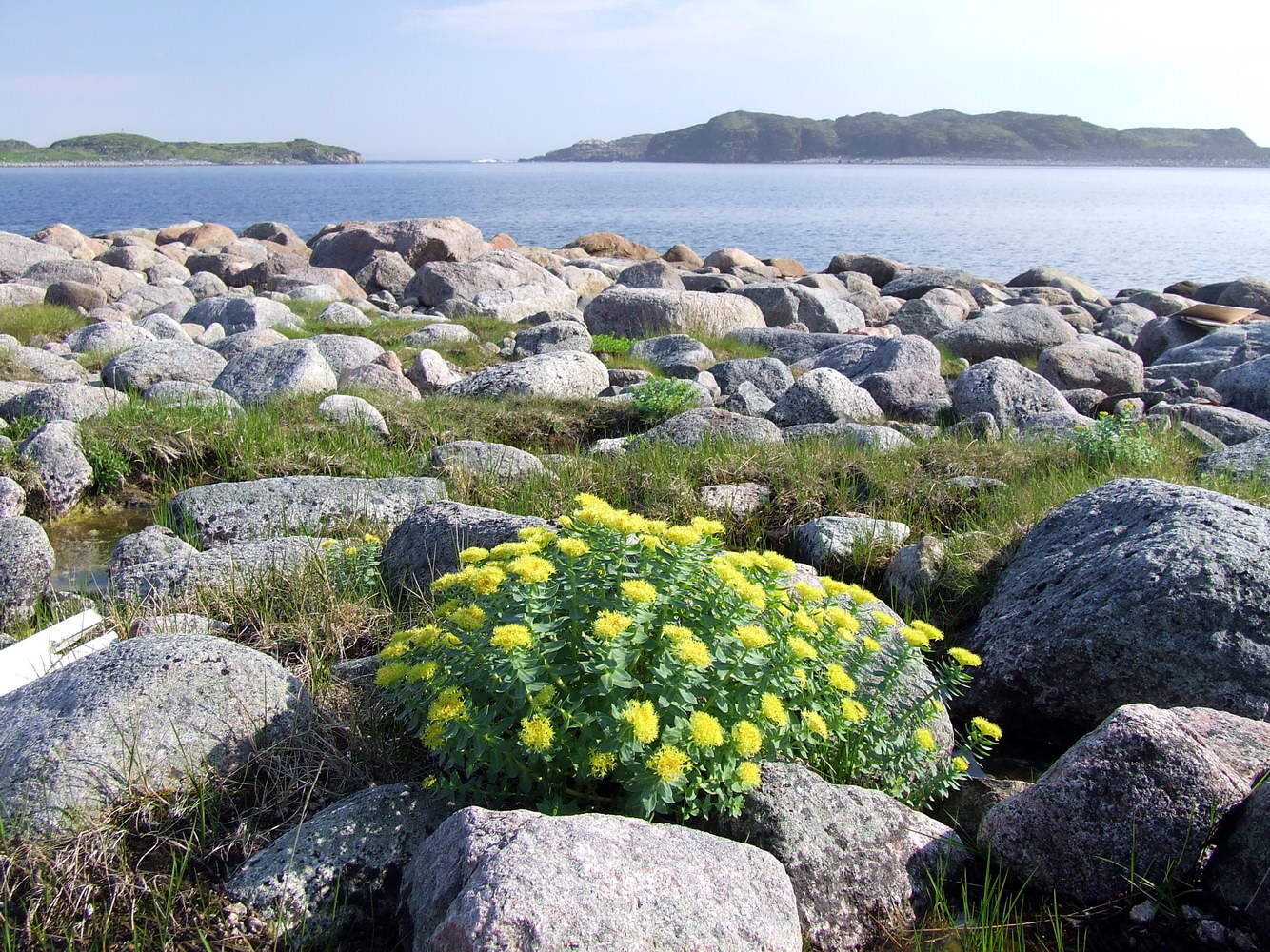 Image of Rhodiola rosea specimen.