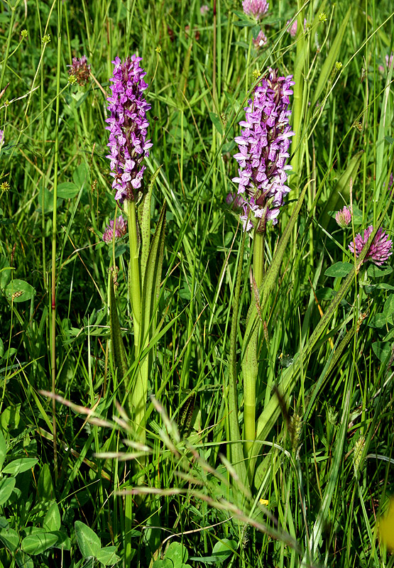 Изображение особи Dactylorhiza incarnata.