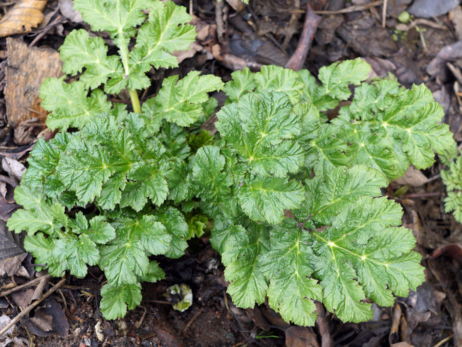 Изображение особи Heracleum sosnowskyi.