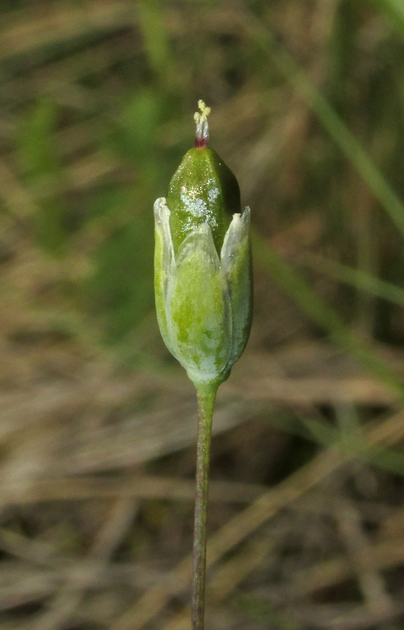 Изображение особи Holosteum marginatum.