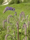 Salvia betonicifolia. Соцветие. Украина, г. Луганск, балка Мощинский яр, основание склона юго-вост. эксп., разнотравно-типчаково-ковыльная степь. 20.05.2016.