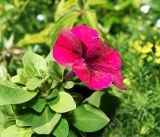 Petunia &times; atkinsiana