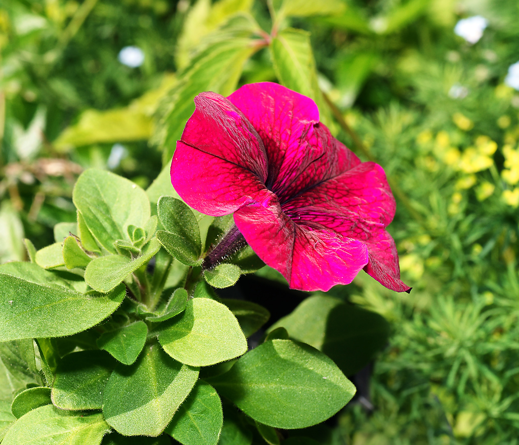 Изображение особи Petunia &times; hybrida.