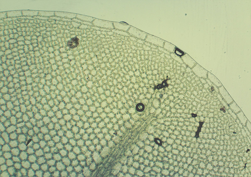 Изображение особи Rhizomnium pseudopunctatum.