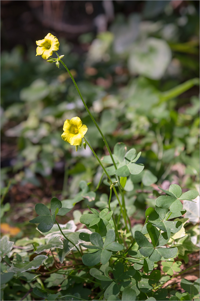 Image of Oxalis pes-caprae specimen.