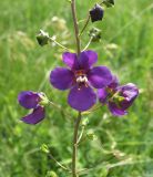 Verbascum phoeniceum. Часть соцветия. Белгородская обл., Губкинский р-н, запов. «Белогорье», Ямская степь. 18 июня 2009 г.