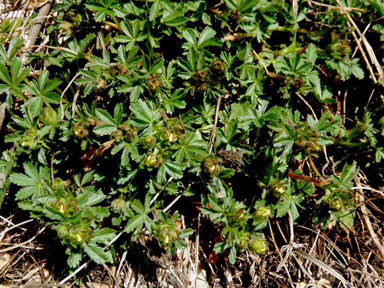 Image of Potentilla sphenophylla specimen.