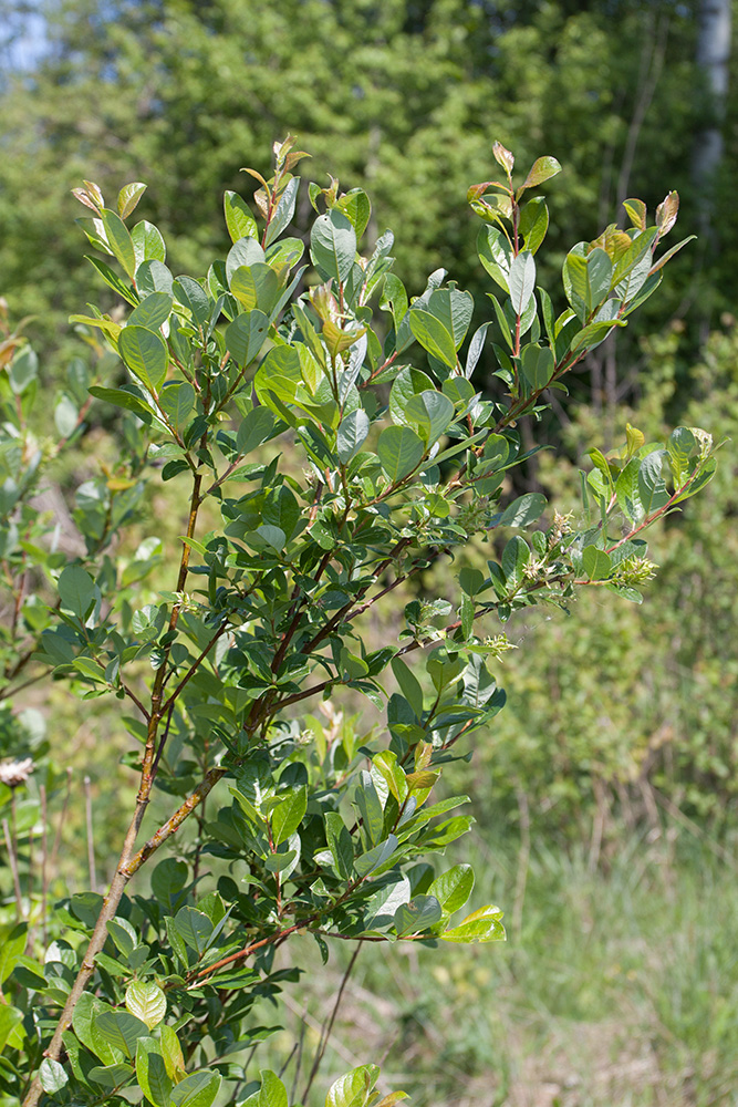 Изображение особи Salix starkeana.