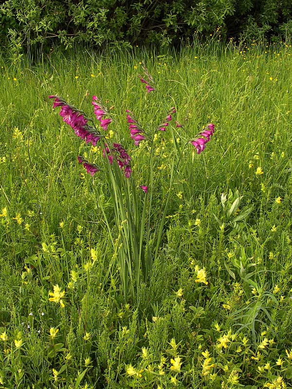 Image of Gladiolus tenuis specimen.