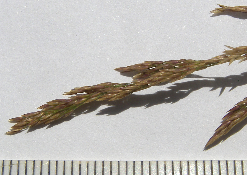 Изображение особи Agrostis stolonifera.