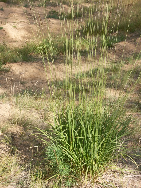 Изображение особи Molinia caerulea.