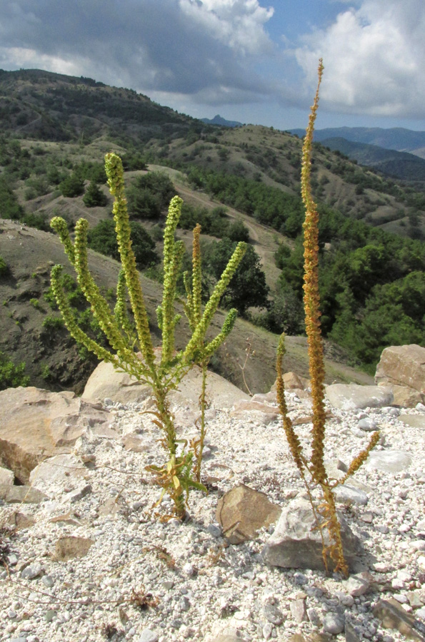 Image of Reseda luteola specimen.