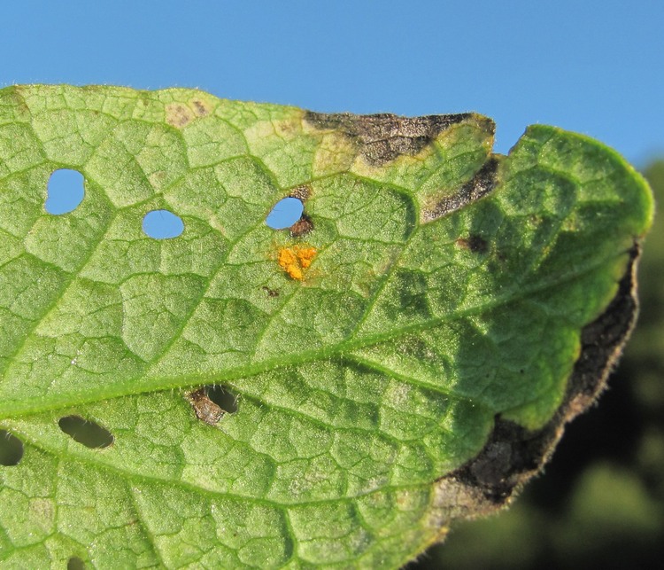 Image of Inula grandiflora specimen.