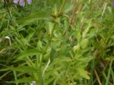 Phlox paniculata