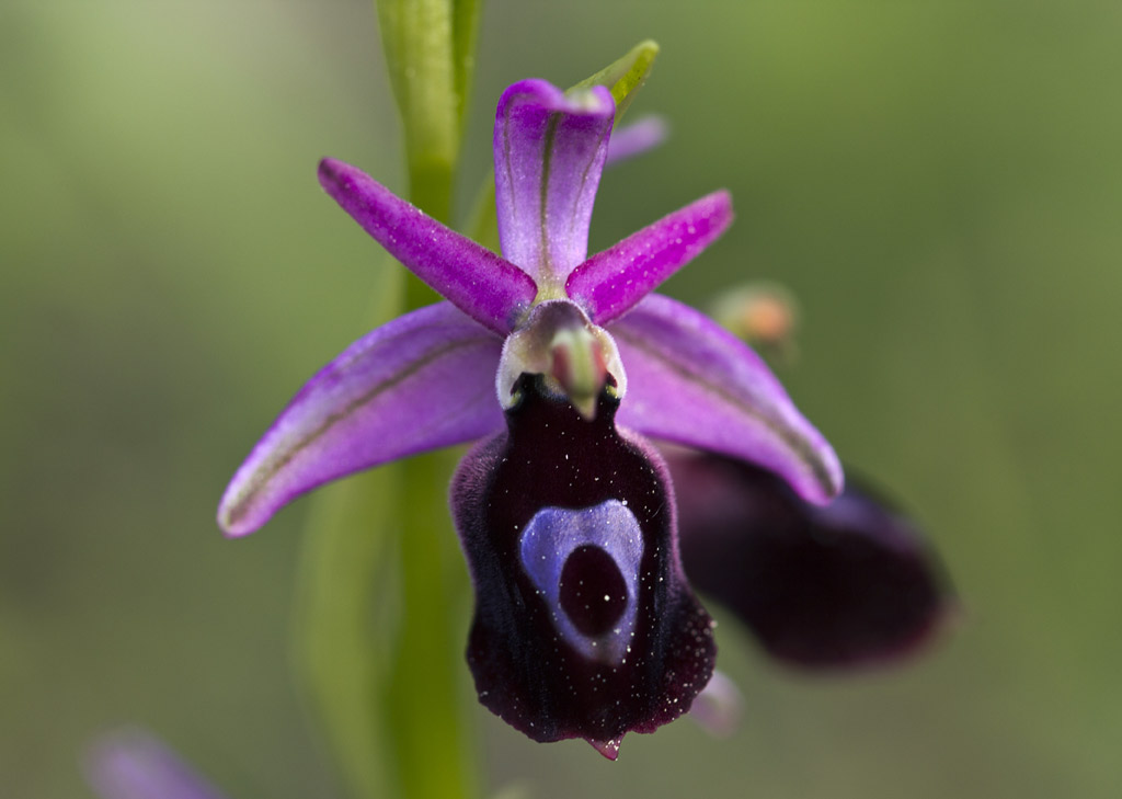 Изображение особи Ophrys ferrum-equinum.