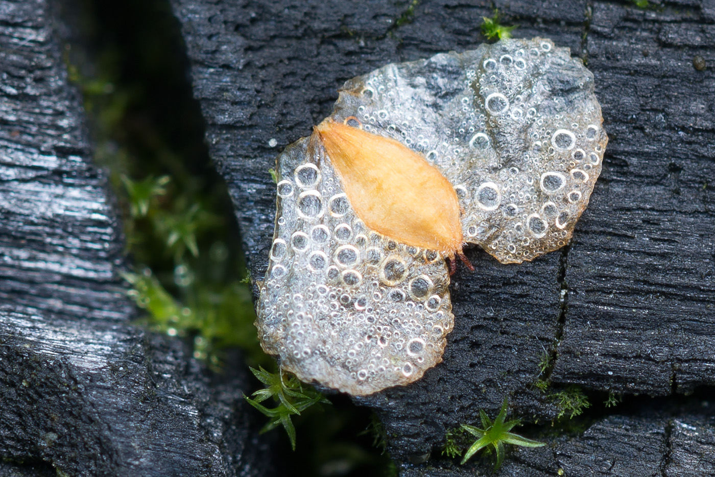 Изображение особи Betula pendula.