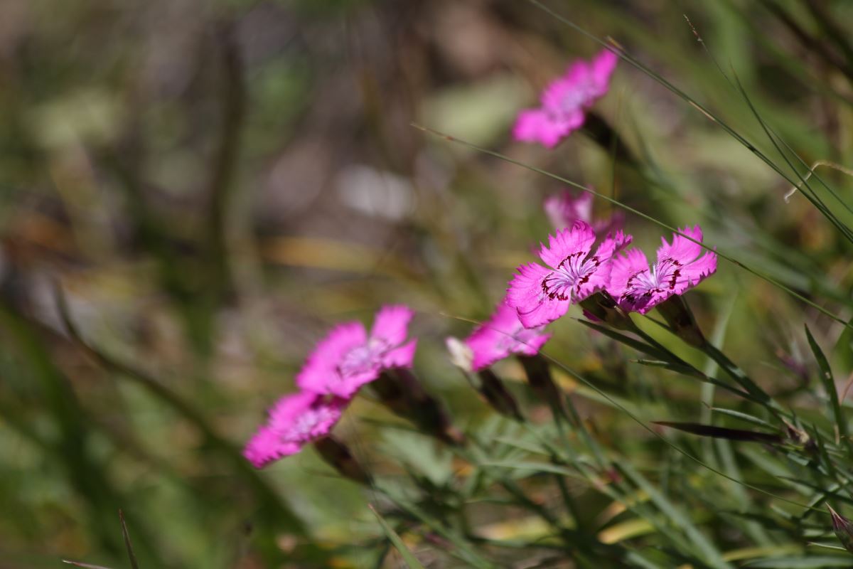 Image of Dianthus versicolor specimen.