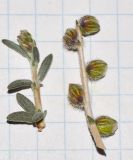 Helianthemum lippii