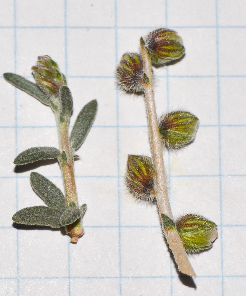 Image of Helianthemum lippii specimen.