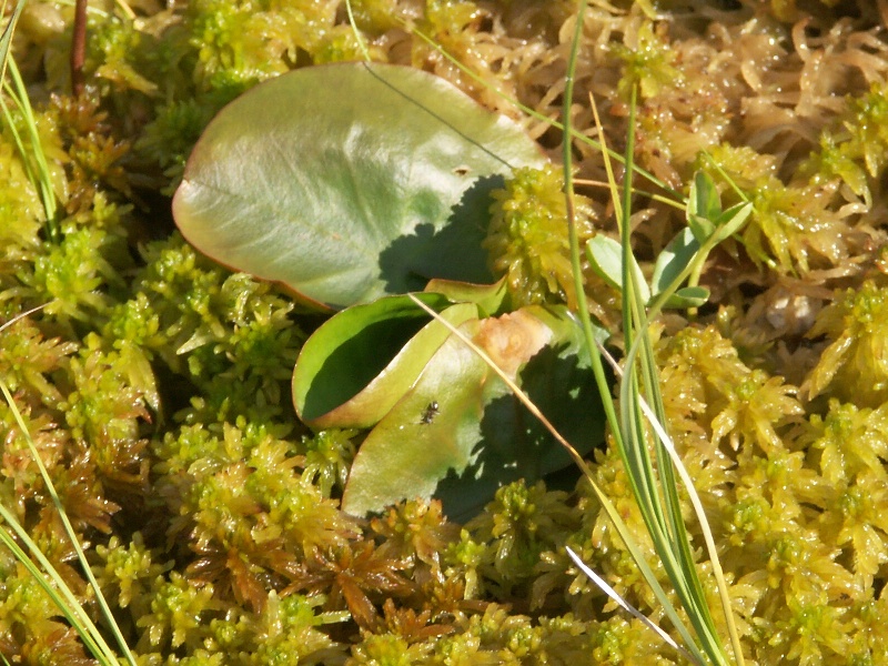 Image of Nymphaea candida specimen.