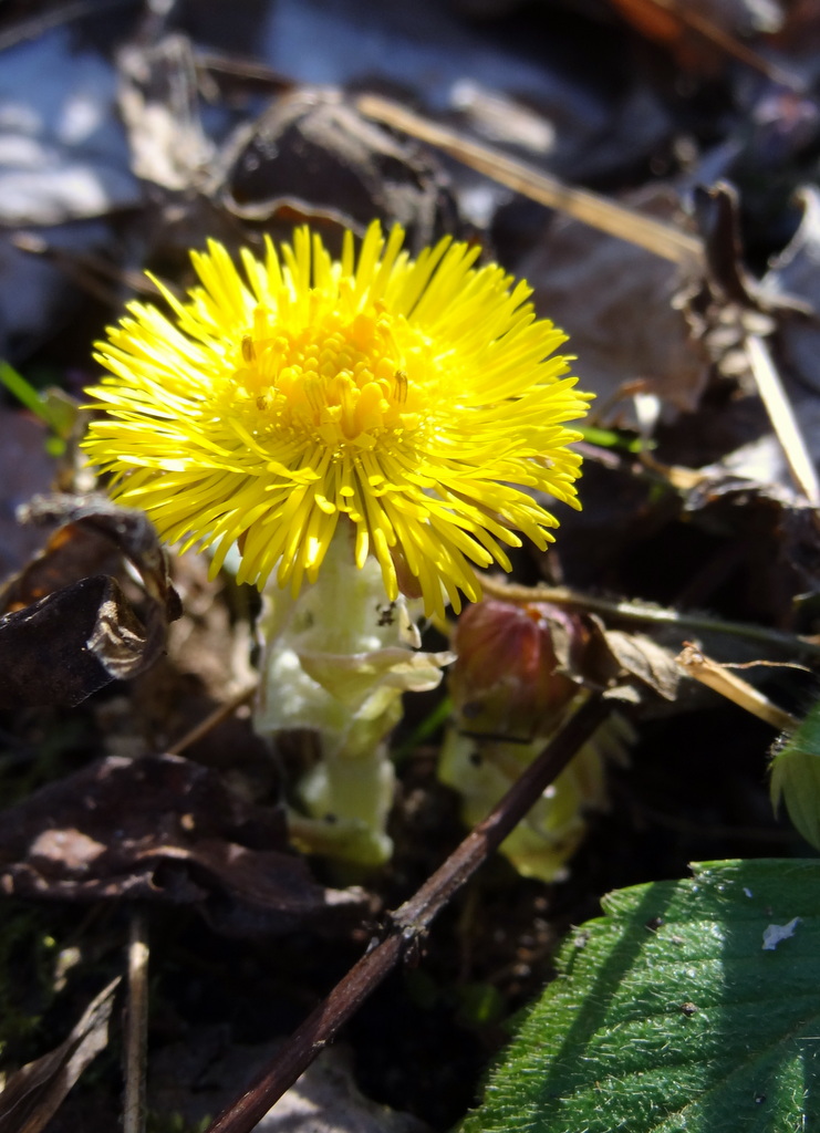 Image of Tussilago farfara specimen.