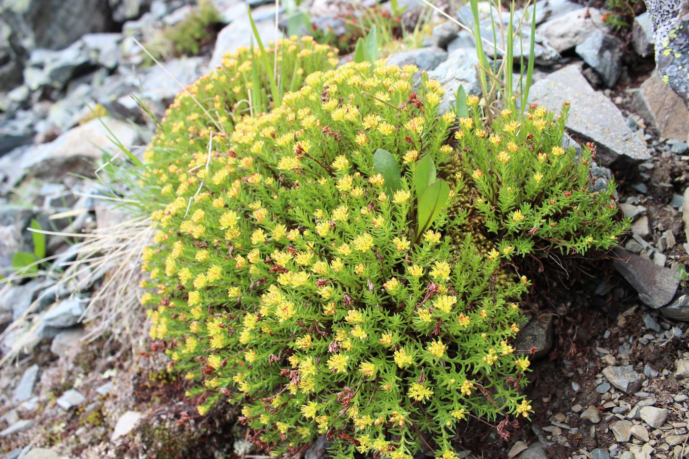 Image of Rhodiola quadrifida specimen.