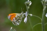 Hesperis sibirica ssp. pseudonivea