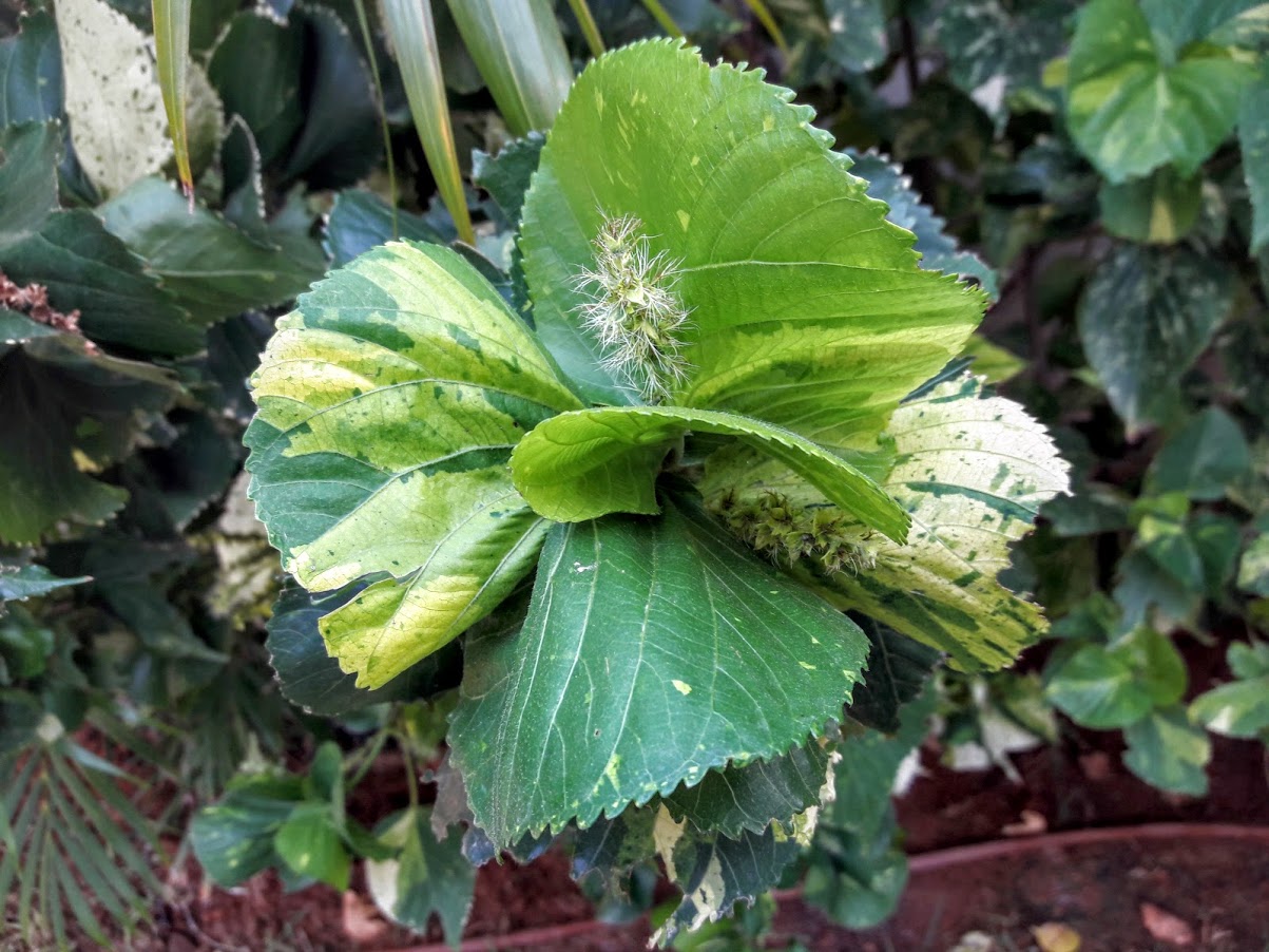 Image of Acalypha wilkesiana specimen.