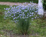 Linum austriacum. Цветущее растение. Республика Татарстан, Зеленодольский р-н, Раифский Богородицкий монастырь, в культуре. 19.06.2015.