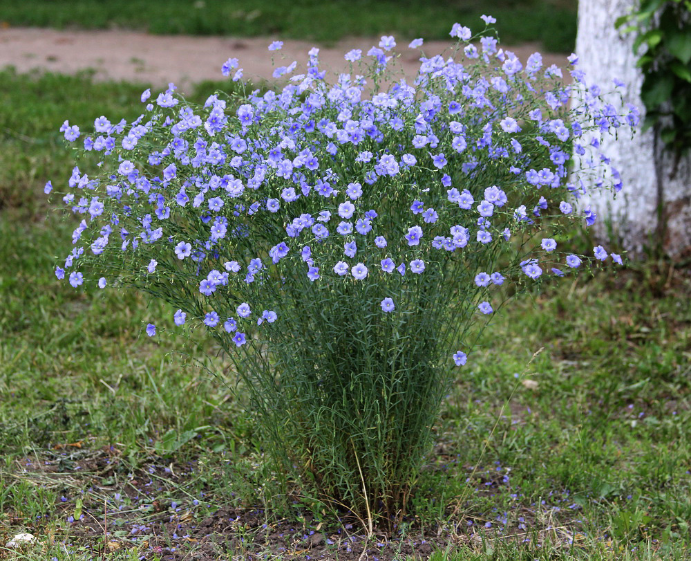 Изображение особи Linum austriacum.