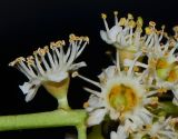 Image of taxon representative. Author is Татьяна Мальчинская