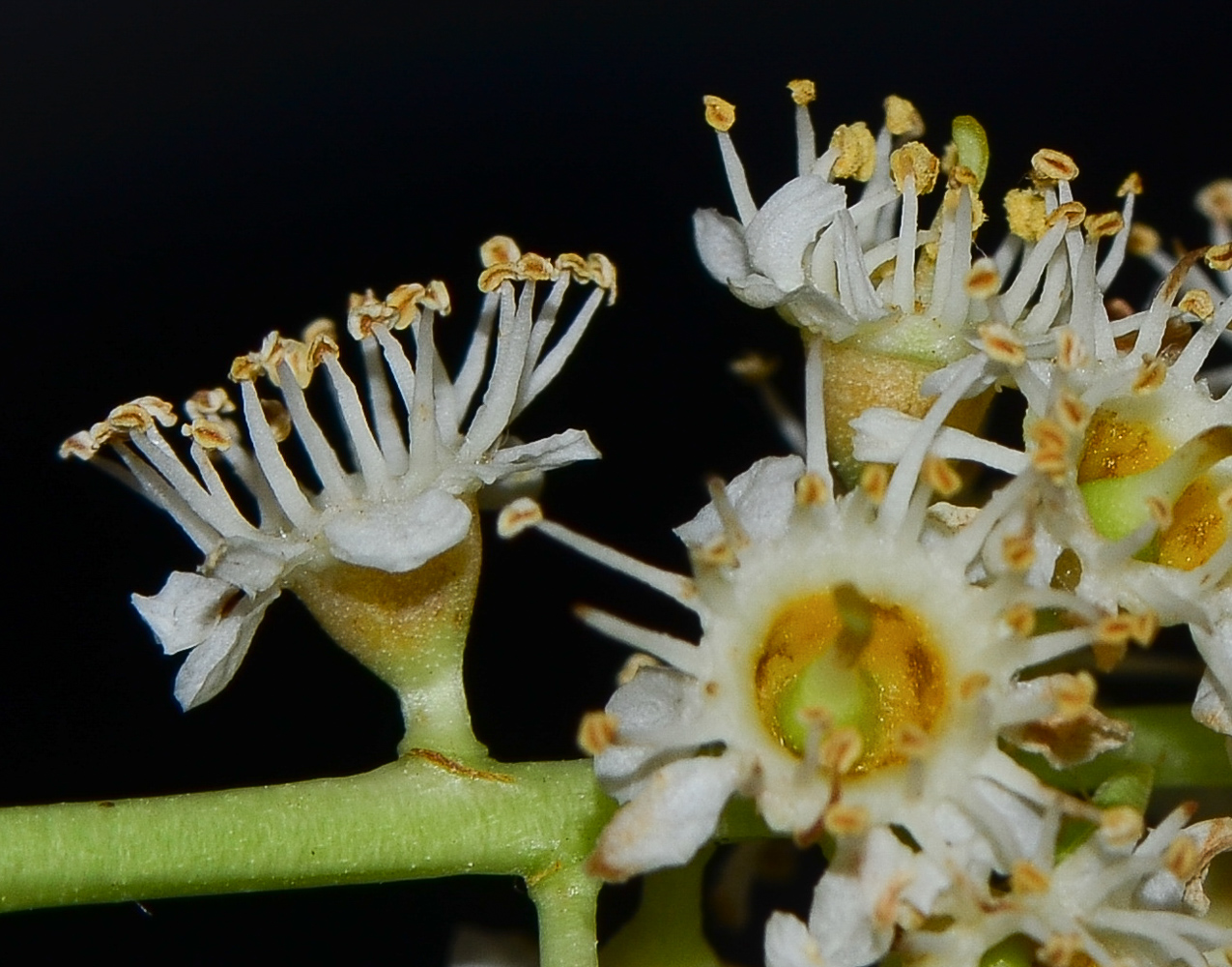 Image of Lauro-cerasus lyonii specimen.