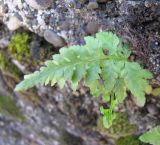 Asplenium adiantum-nigrum. Вайя (вид сверху). Абхазия, Гудаутский р-н, г. Новый Афон, набережная, на стене. 19 августа 2009 г.