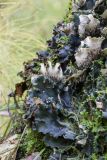 Peltigera