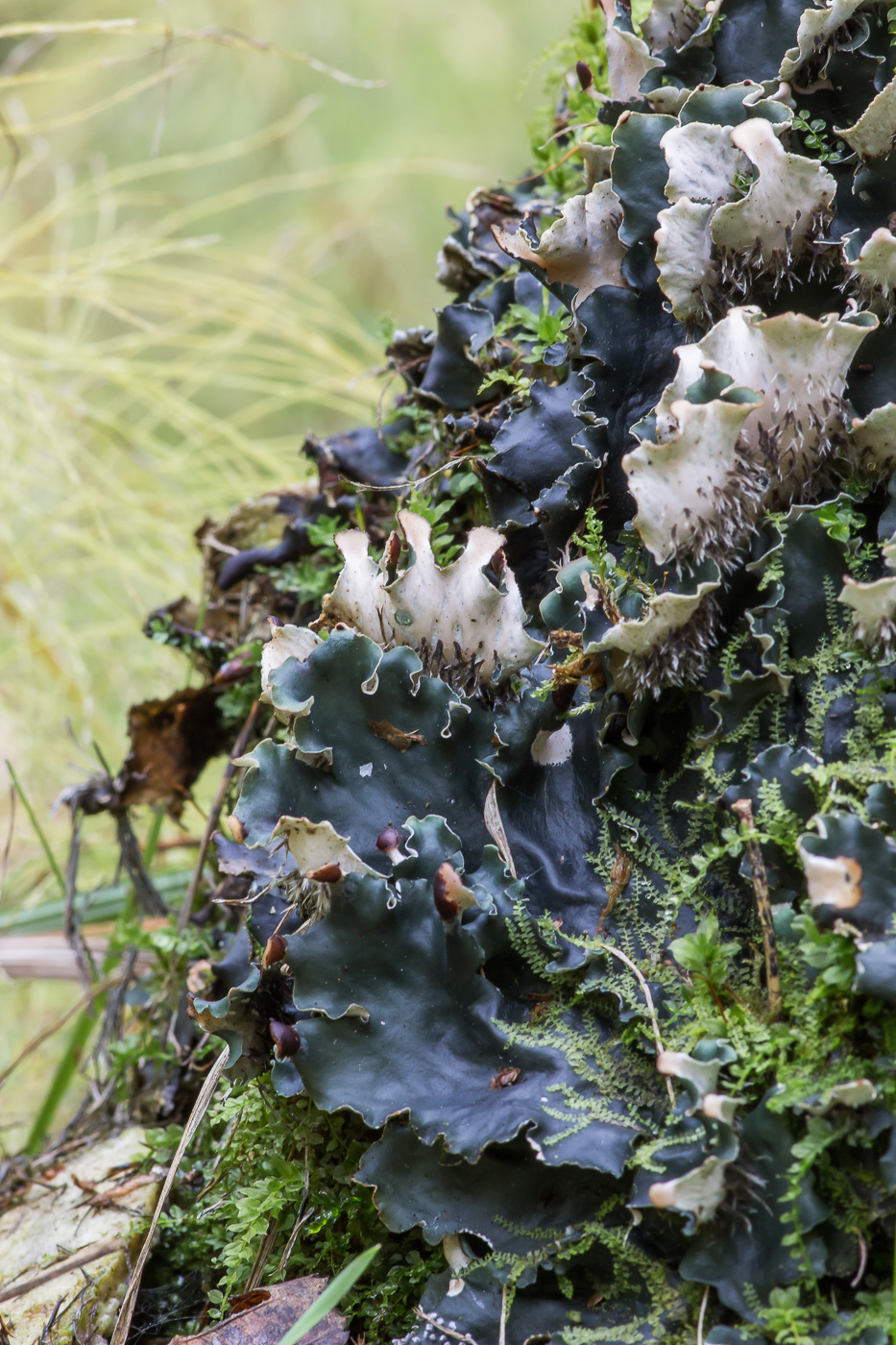 Image of genus Peltigera specimen.