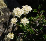 Spiraea trilobata. Верхушка цветущей ветви. Восточный Казахстан, Кокпектинский р-н, 25 км в горы от с. Пантелеймоновка, 1000 м н.у.м., сопка. 16.06.2016.