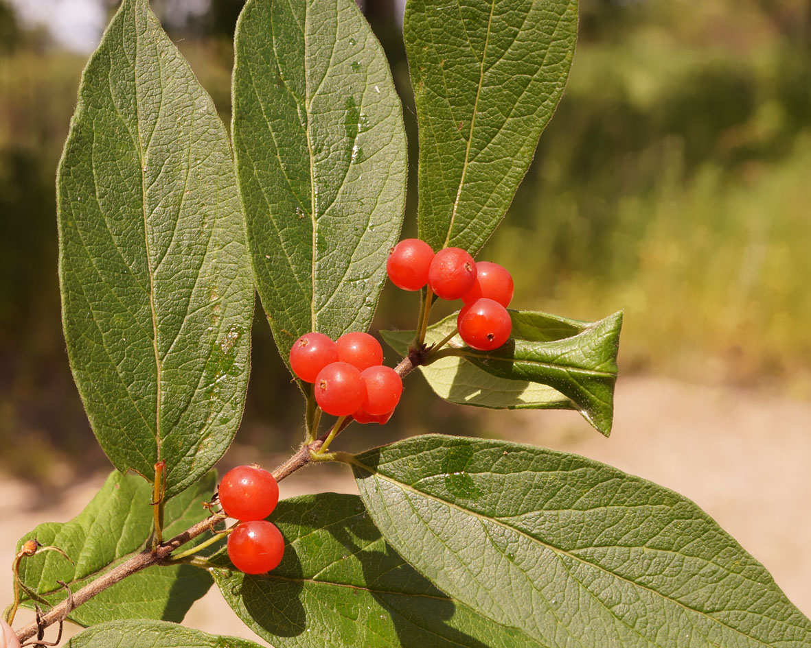 Image of Lonicera ruprechtiana specimen.