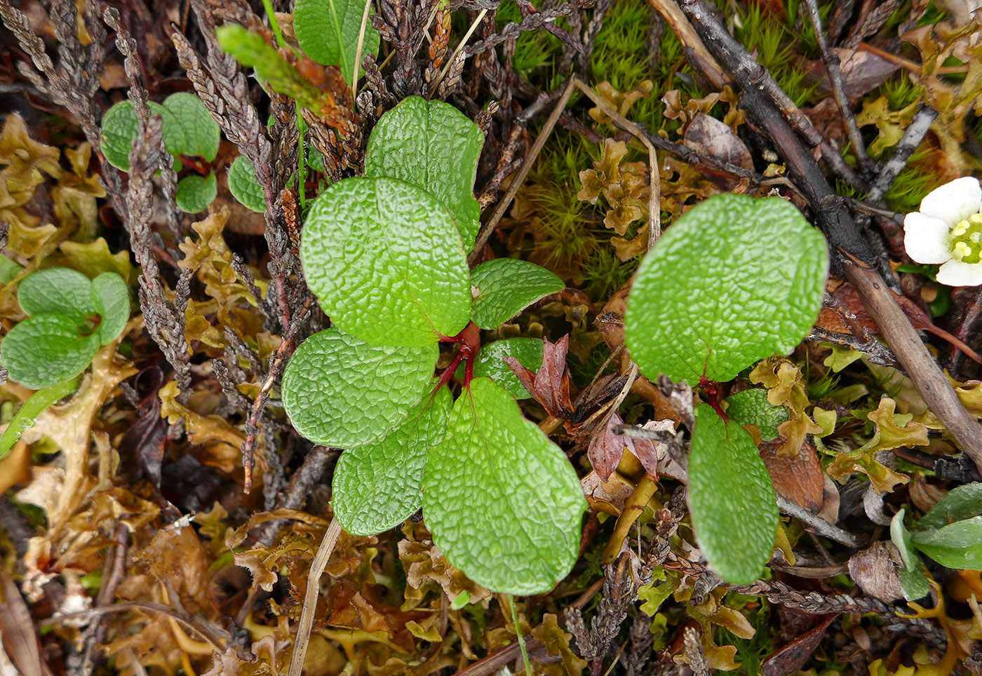 Изображение особи Salix reticulata.