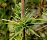 Galium verum