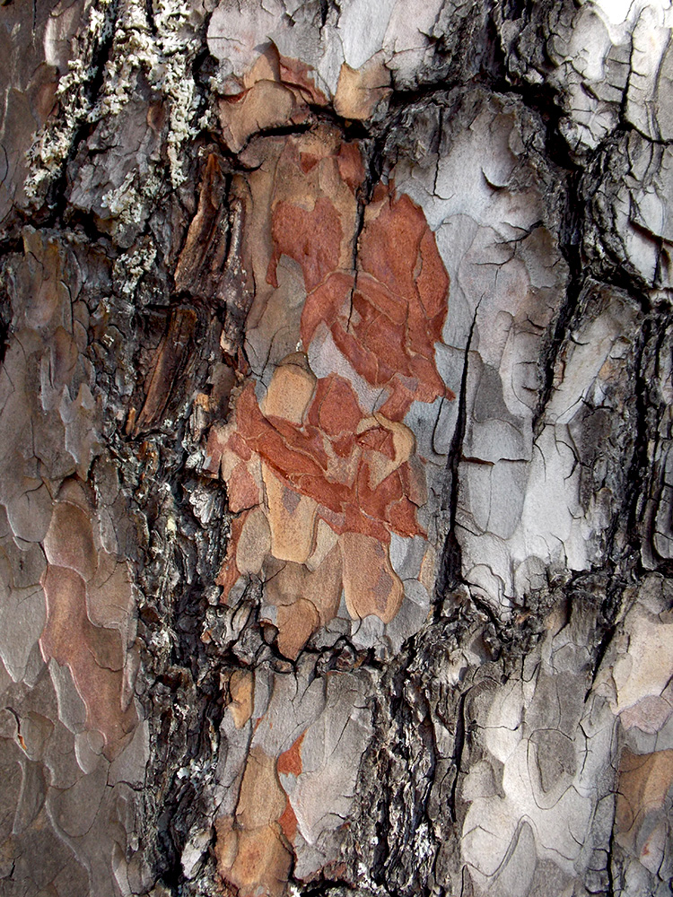 Image of Pinus sylvestris ssp. hamata specimen.