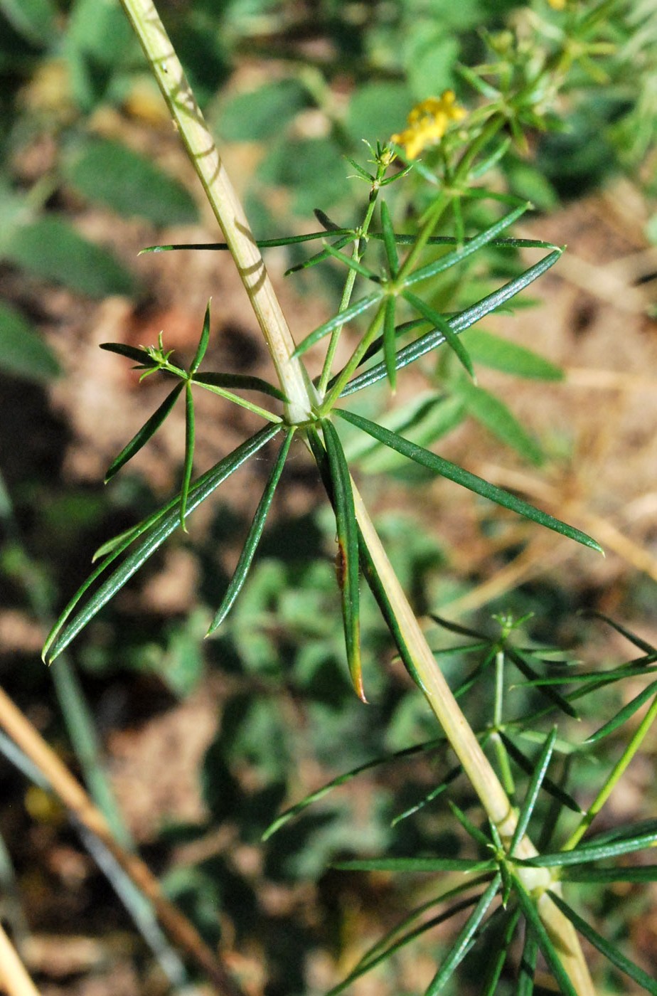 Image of Galium pamiro-alaicum specimen.